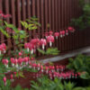 Dicentra Bleeding Hearts in full bloom alongside garden fence