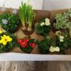 Mixed Plant variety Box - The Flower Fountain Florist, Blurton Stoke on Trent