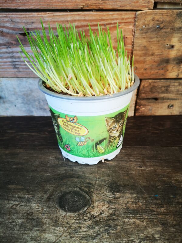 Kitty Grass. Cat Health plants. The Flower Fountain Florists