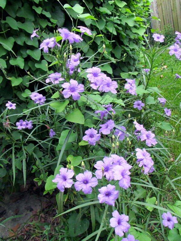 The Best Outdoor Plants for Shady Areas