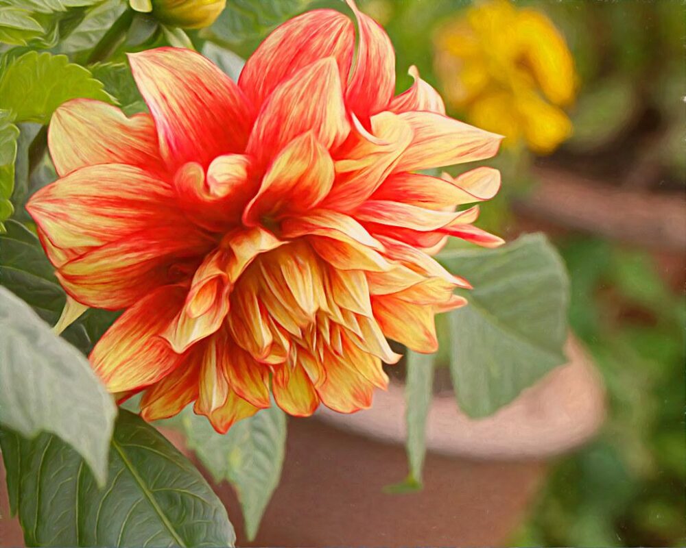 Floral Gift Ideas for Late Summer Birthdays