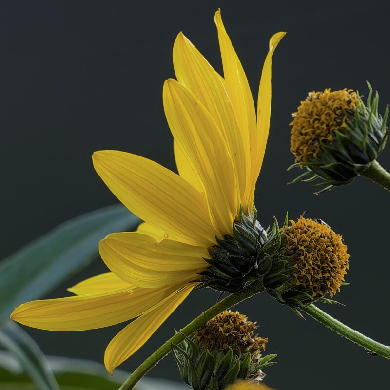 Incorporating Wildflowers into Your Wedding Decor