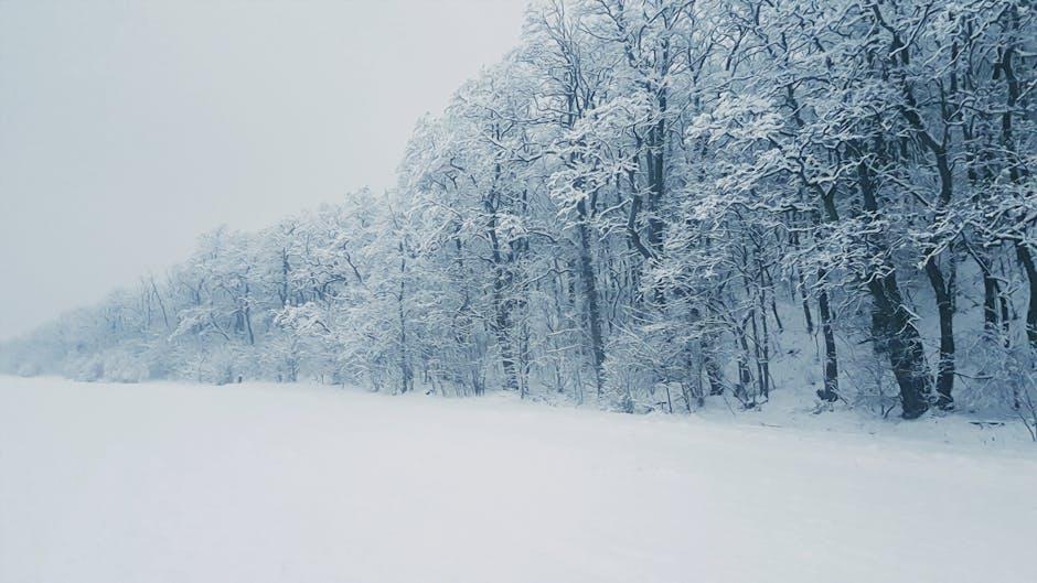 Winter Wonderland Weddings: How to Elevate Your Floral Designs