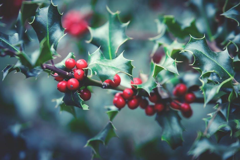 The Magic of Mistletoe: History – Symbolism and Decorating Ideas
