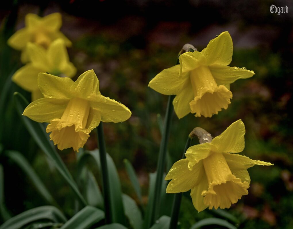 The Benefits of Having Fresh Flowers in Your Home During Spring