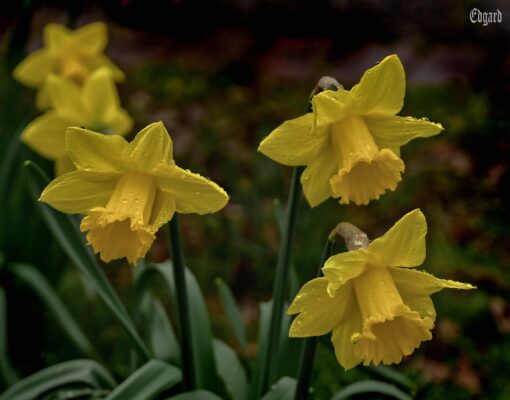 The Benefits of Having Fresh Flowers in Your Home During Spring