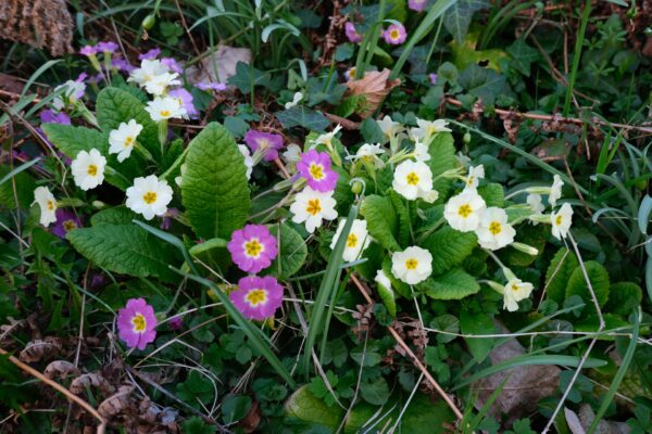 How to Create Stunning Spring Flower Arrangements at Home