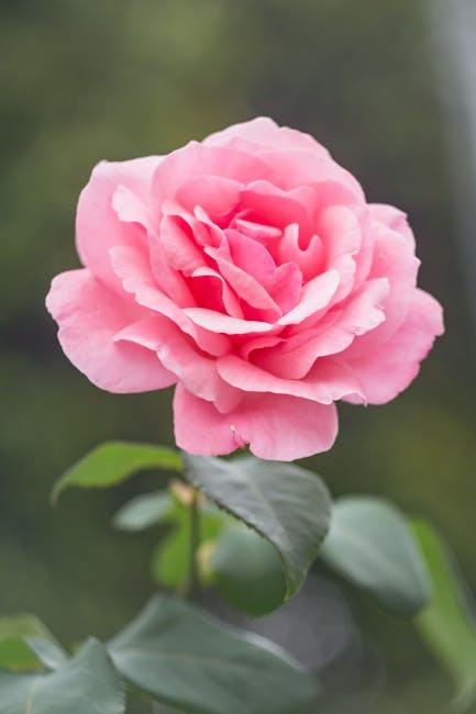 Popular​ Flowers to Brighten Mums‍ Day